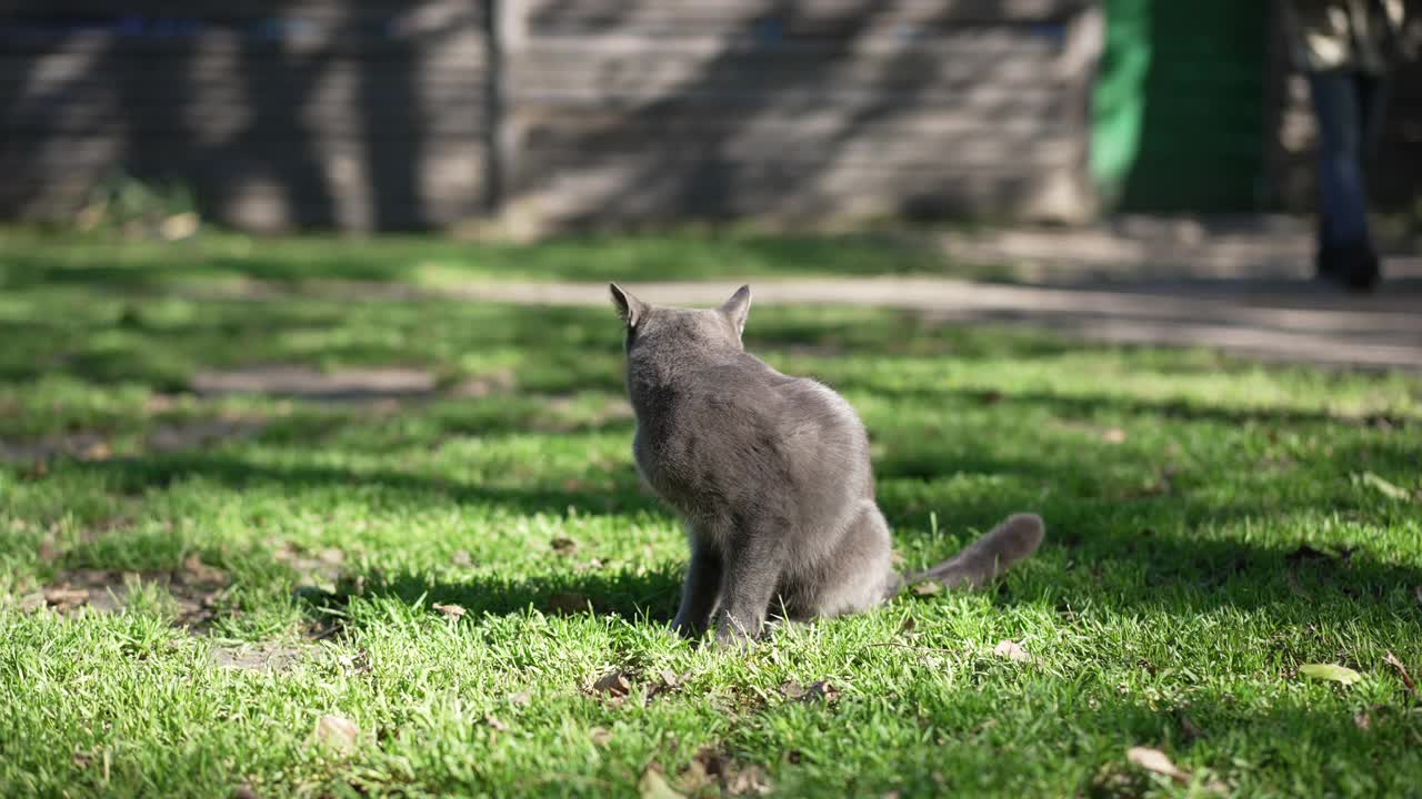 灰色的猫在阳光下，在绿色的草地上四处张望，慢动作中，模糊的alabai出现在背景中。害怕的动物远离危险的纯种宠物。视频素材