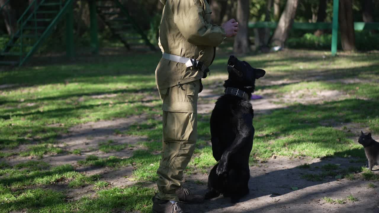 黑色德国牧羊犬坐在后面的腿等待球或食物与辨认不出的训练员在户外。专业白种男性犬学家训练犬服从和摘录。视频素材