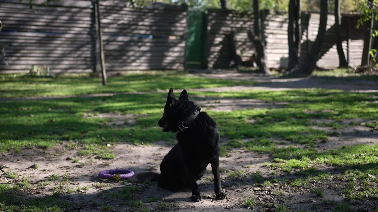 美丽的黑色德国牧羊犬坐在户外夏日的草坪上，在一个阳光明媚的日子里，用慢镜头环顾四周。训练中心自信的健康狗的肖像。视频素材