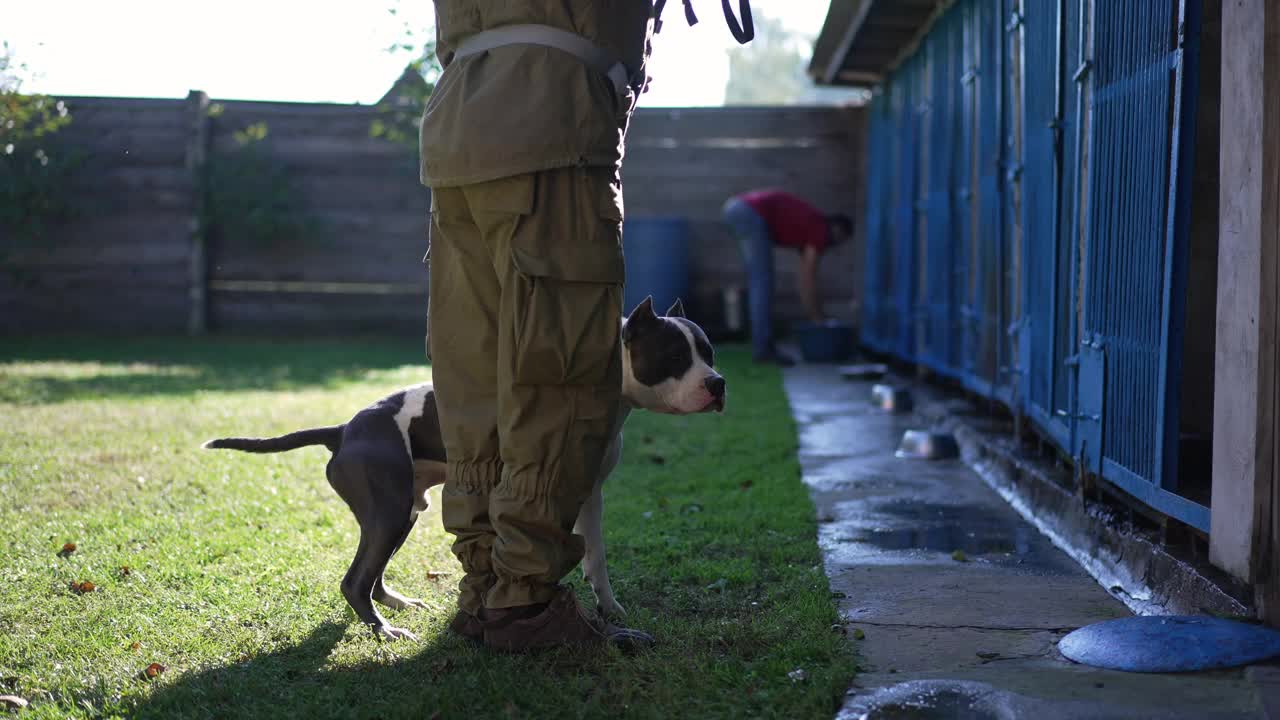 美国斯塔福德郡犬与不知名的男驯养师和模糊的男子进入狗屋，在阳光下清洗庇护所。动物走在笼子里摇尾巴。视频素材