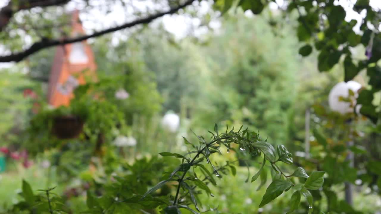 花园里的夏雨。雨后花坛上美丽的花朵。天气事件。视频素材