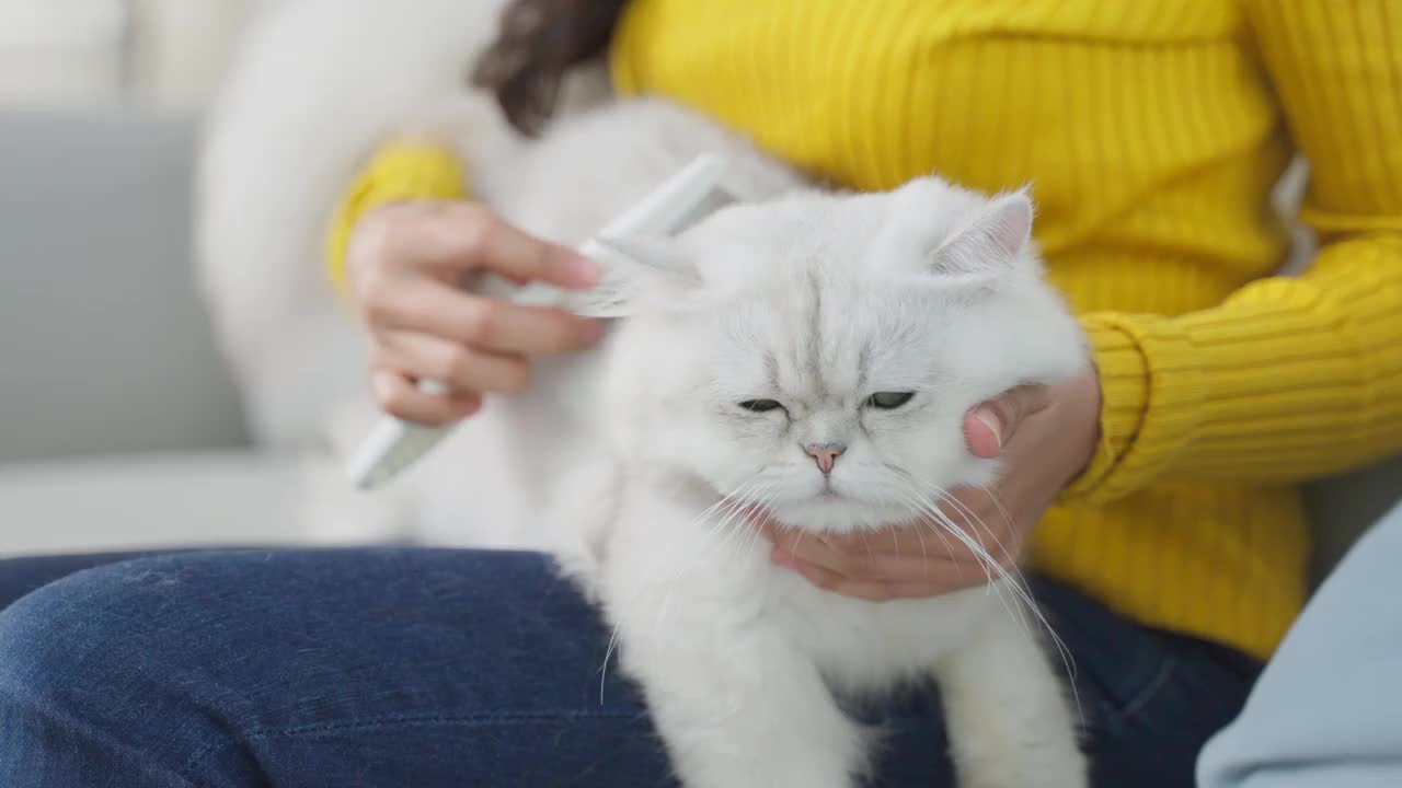 亚洲女人抱着小猫在家里玩得很开心。有魅力的美女坐在沙发上，在客厅里悠闲地抚摸着她的宠物。视频素材