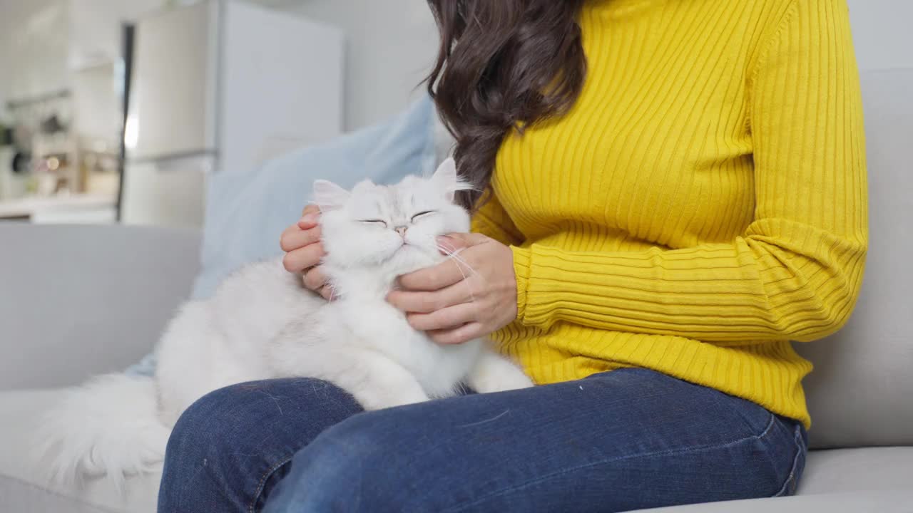 亚洲女人抱着小猫在家里玩得很开心。有魅力的美女坐在沙发上，在客厅里悠闲地抚摸着她的宠物。视频素材