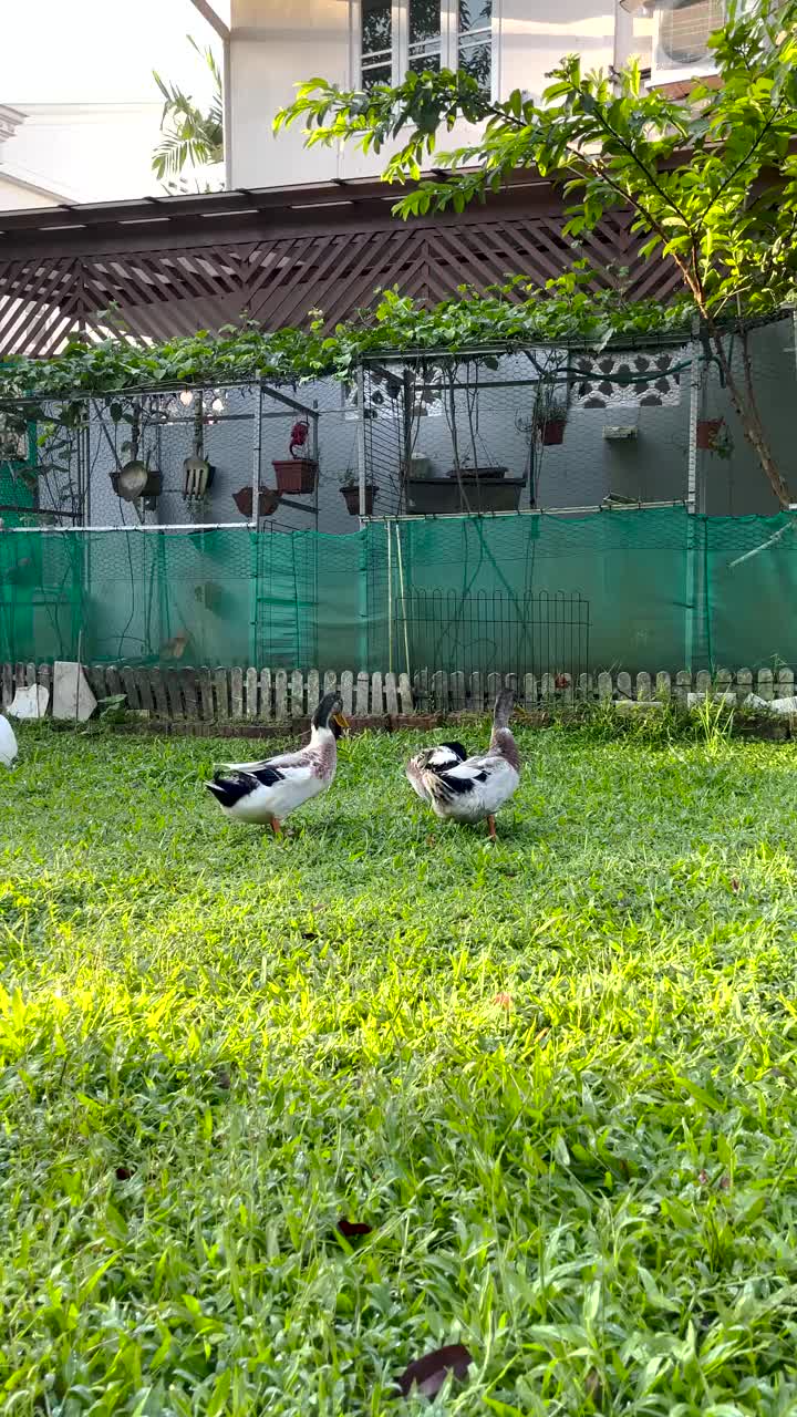 鸭子在草地上嬉戏——垂直视频视频下载