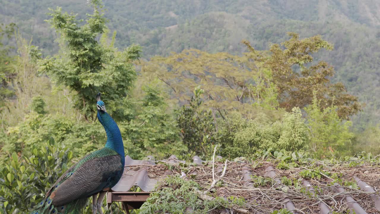 移动摄像机，孔雀在屋顶上来回走动。视频素材