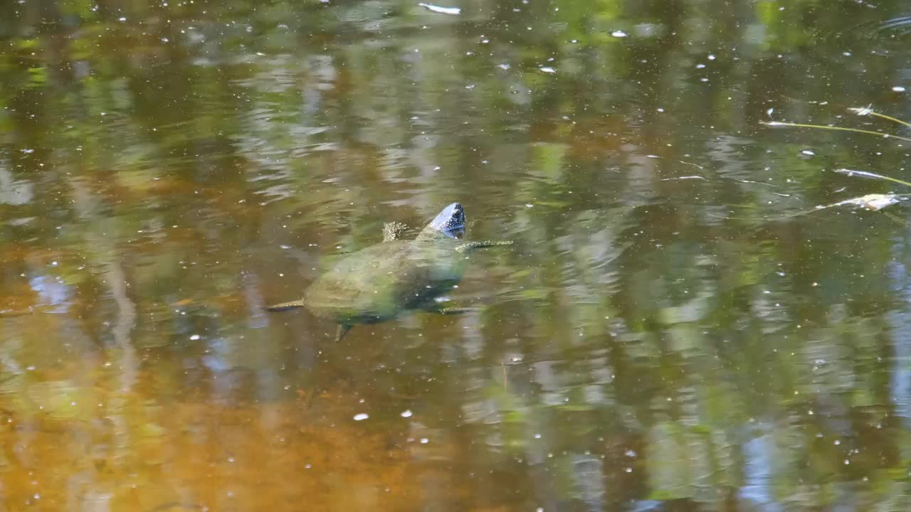 河龟在野外的水面上游泳视频素材