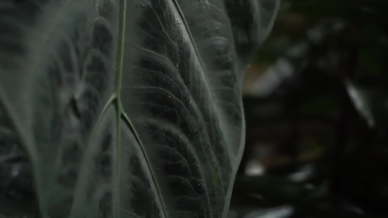 雨点落下，打湿了树叶视频素材