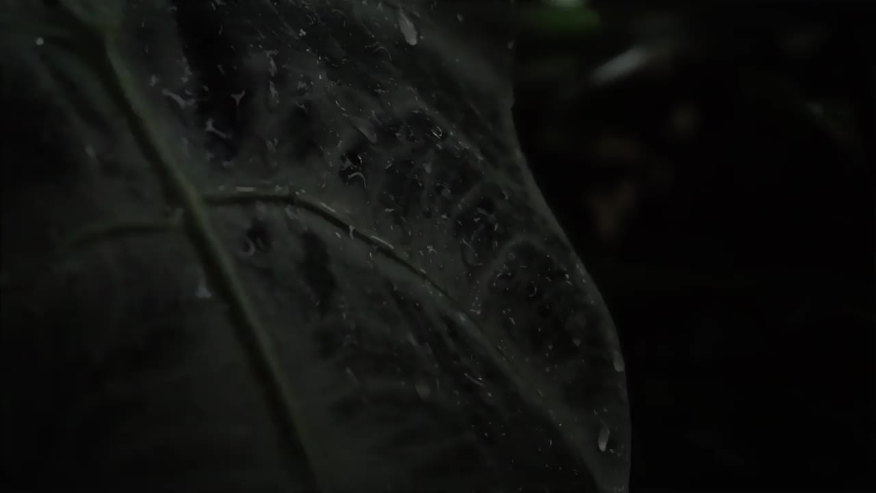 雨点落下，打湿了树叶视频素材