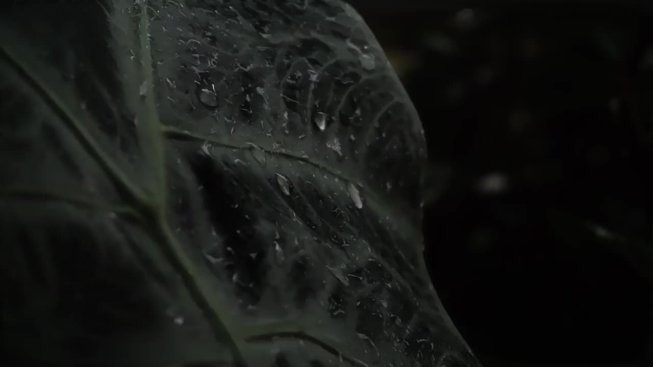 雨点落下，打湿了树叶视频素材