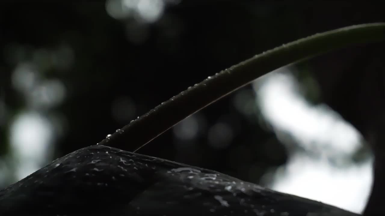 雨点落下，打湿了树叶视频素材