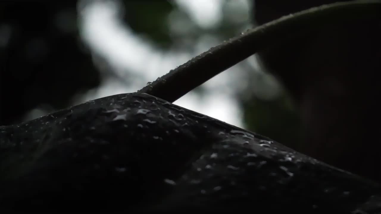 雨点落下，打湿了树叶视频素材