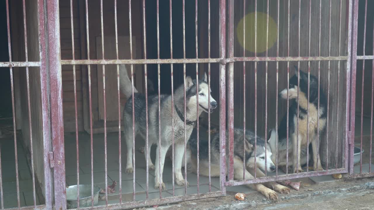 无家可归的狗躲在篱笆后面。滑块拍摄视频素材