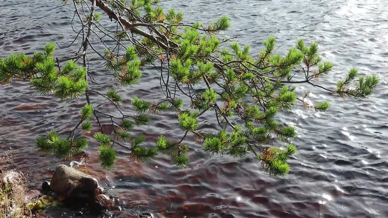 阳光明媚的早晨上完河，松树，岩石视频素材