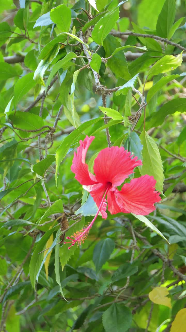 芙蓉花视频素材