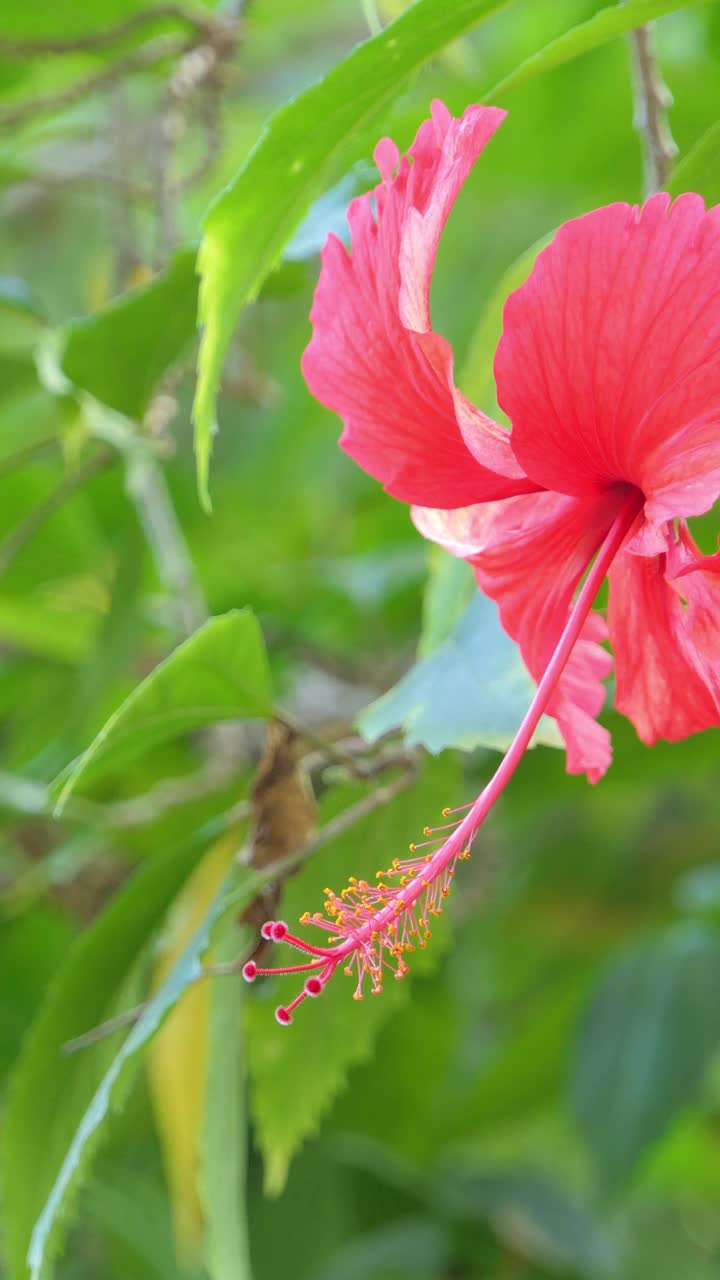 芙蓉花视频素材