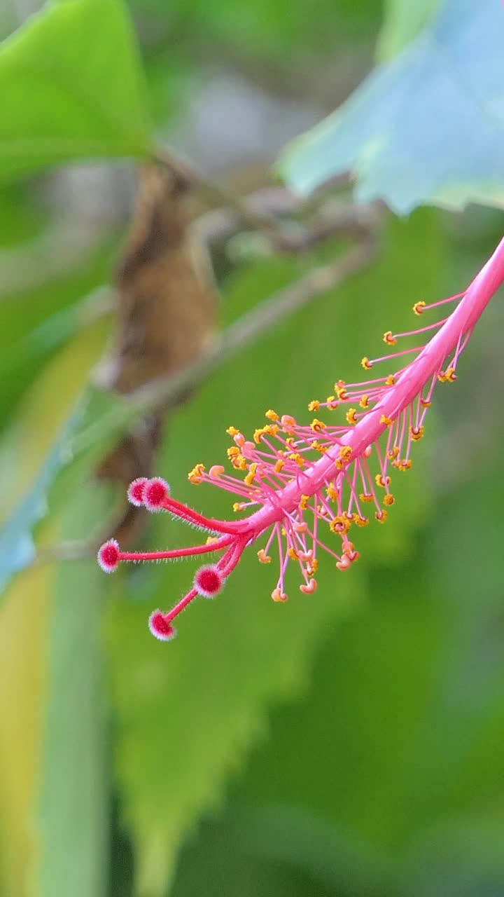 芙蓉花视频素材