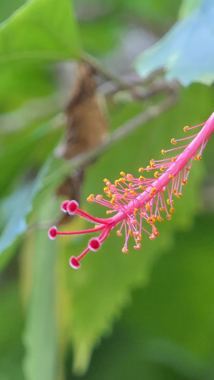 芙蓉花视频素材