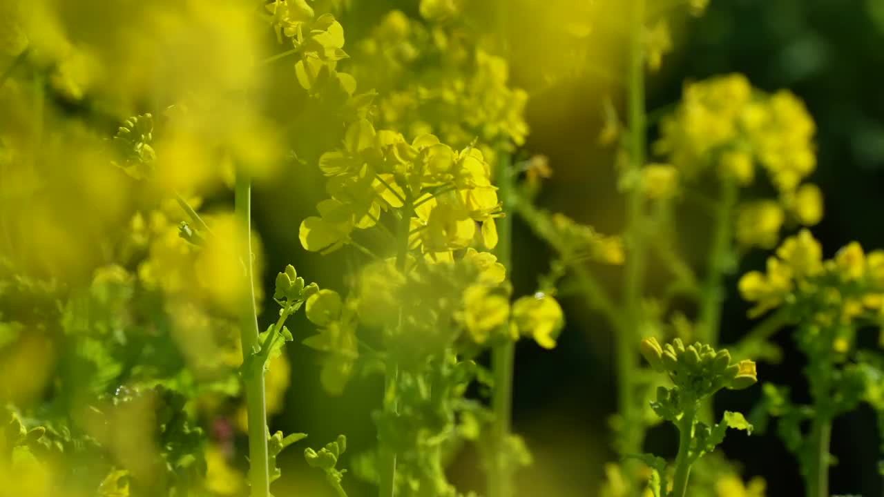 油菜花田里视频素材