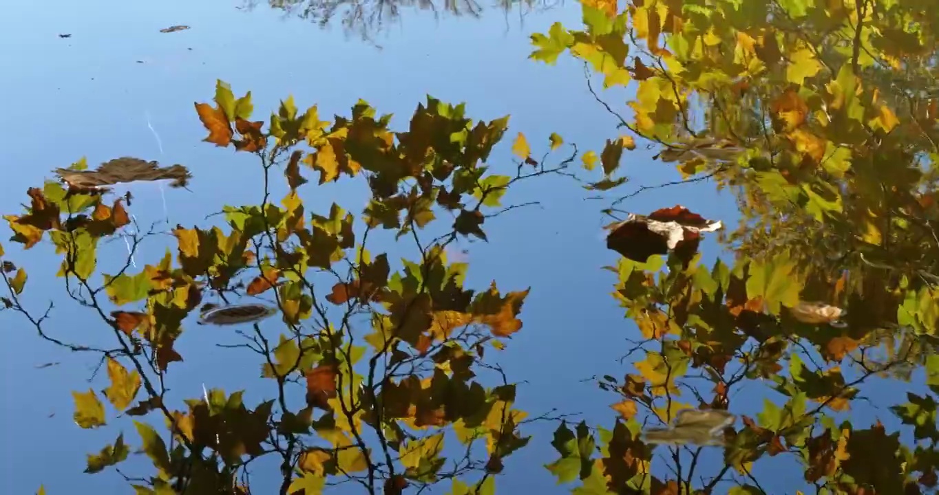 法国皮卡第，贡比涅森林，圣佩林池塘视频素材