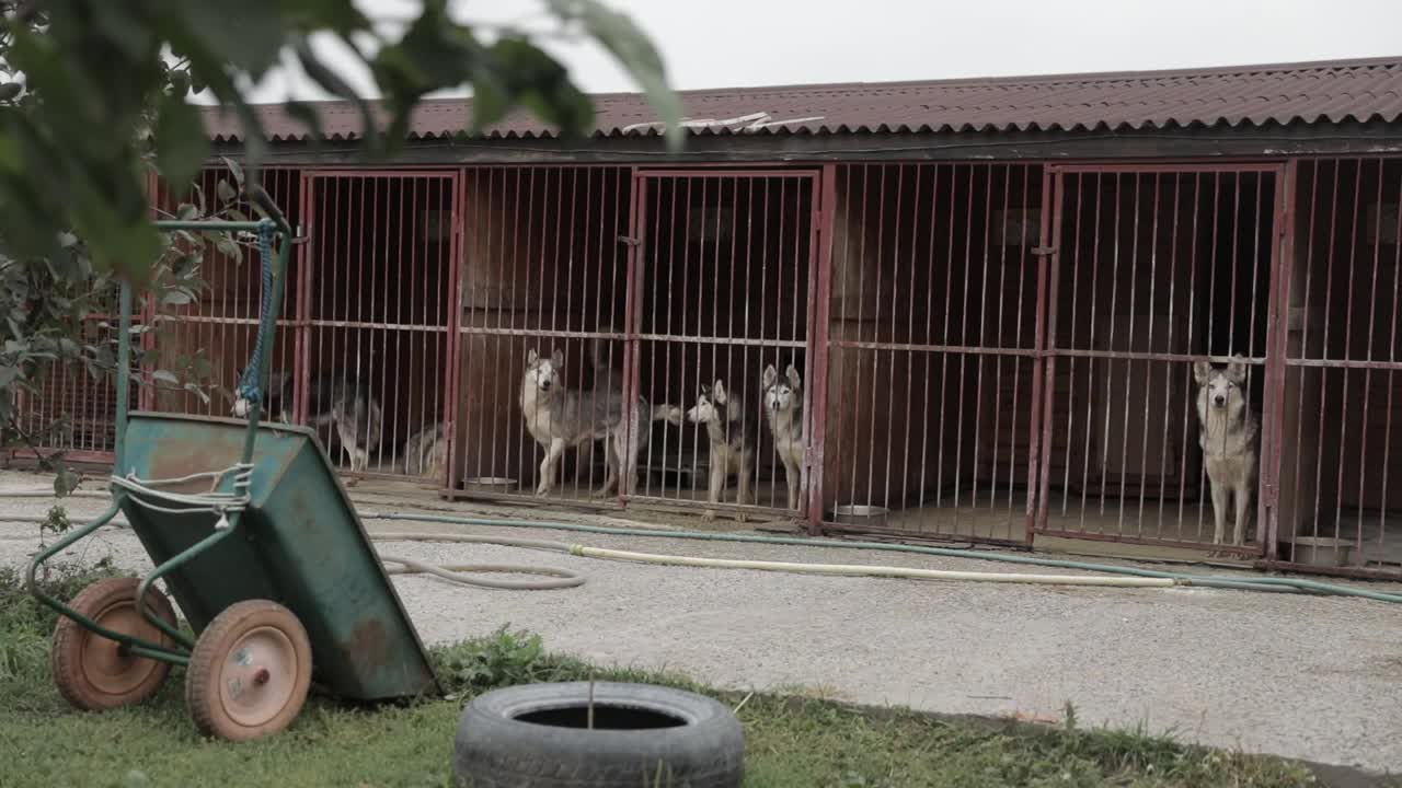 无家可归的狗。狗躲在篱笆后面。视频素材