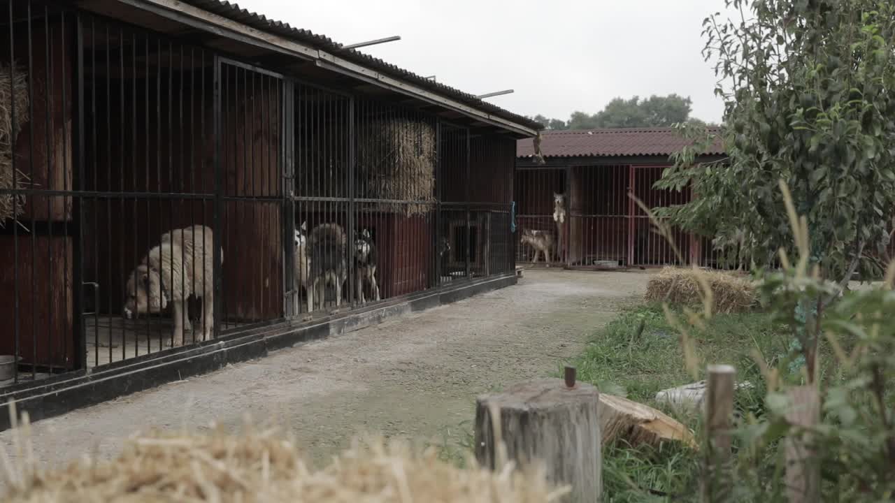 无家可归的狗。狗躲在篱笆后面。视频素材