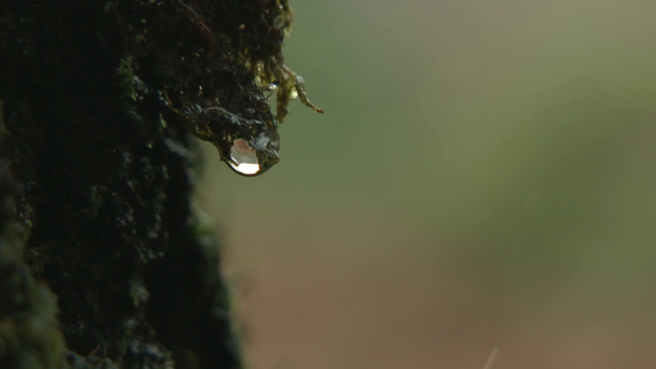 慢镜头:150fps的水滴从苏格兰森林的苔藓上落下视频素材