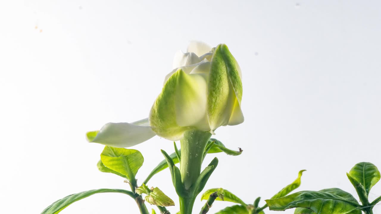 时间的美丽的白色栀子花，茉莉花盛开在白色的背景。4 k的视频。情人节，母亲节，春天，节日，爱情，生日，复活节的概念。视频素材画面1