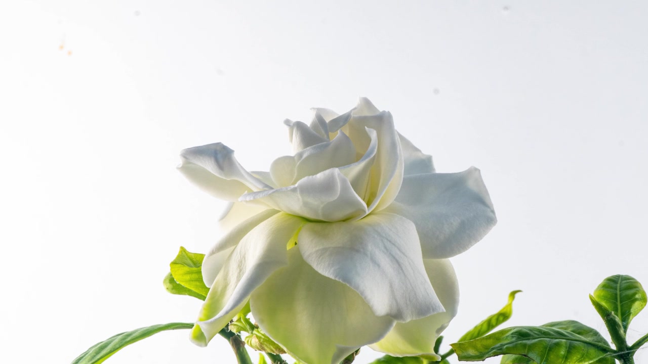 时间的美丽的白色栀子花，茉莉花盛开在白色的背景。4 k的视频。情人节，母亲节，春天，节日，爱情，生日，复活节的概念。视频素材画面2