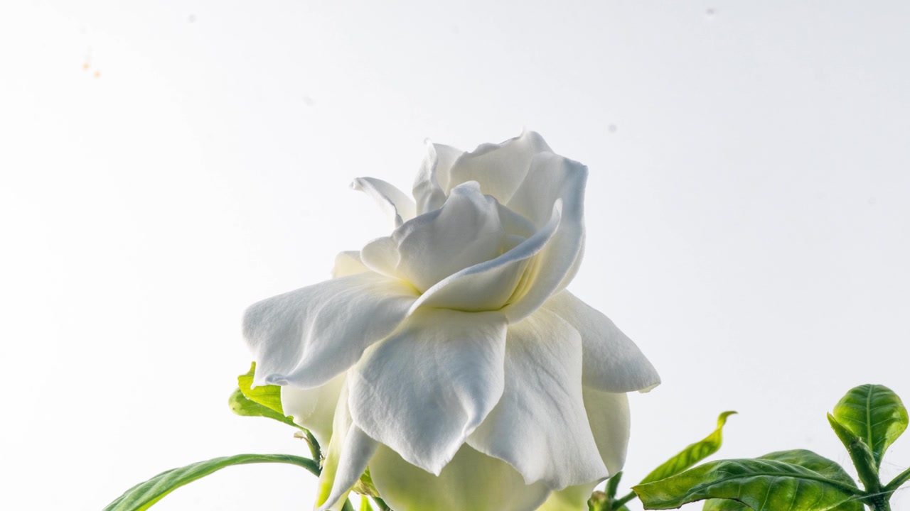 时间的美丽的白色栀子花，茉莉花盛开在白色的背景。4 k的视频。情人节，母亲节，春天，节日，爱情，生日，复活节的概念。视频素材画面3