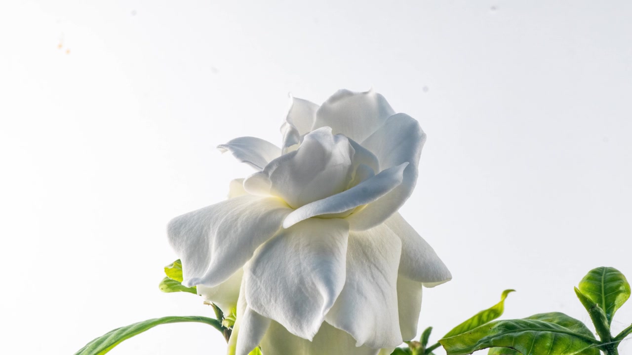 时间的美丽的白色栀子花，茉莉花盛开在白色的背景。4 k的视频。情人节，母亲节，春天，节日，爱情，生日，复活节的概念。视频素材画面4