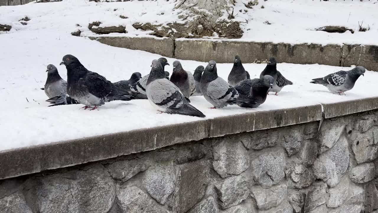 在一个寒冷的冬日，一群鸽子在雪地里啄食面包屑。视频素材