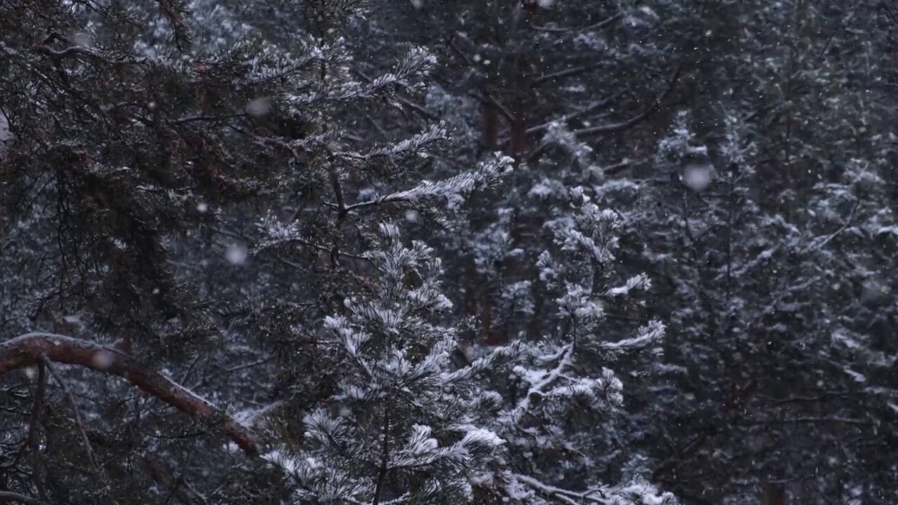 冬天松树林里下雪。雪花飞舞，落在树枝上。4 k。视频素材