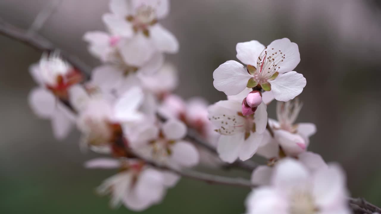 春天樱花盛开视频素材