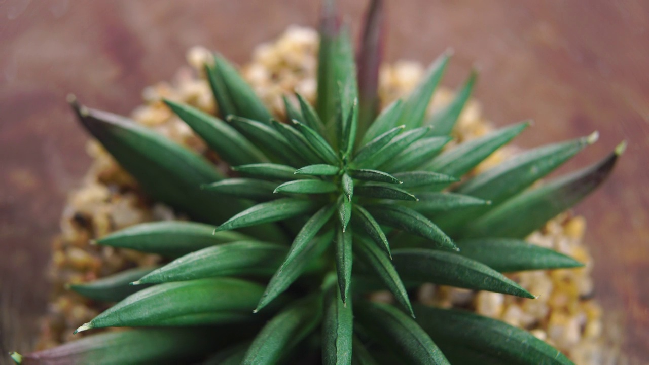 盆栽植物。室内植物的绿叶。宏视频素材