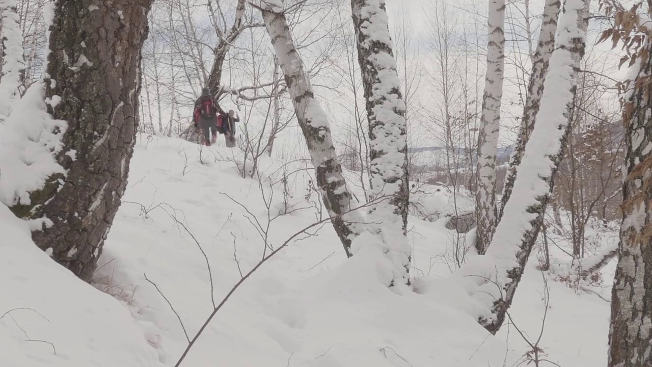 白桦林，在冬季，大雪纷飞，两名徒步旅行者穿过大雪视频素材