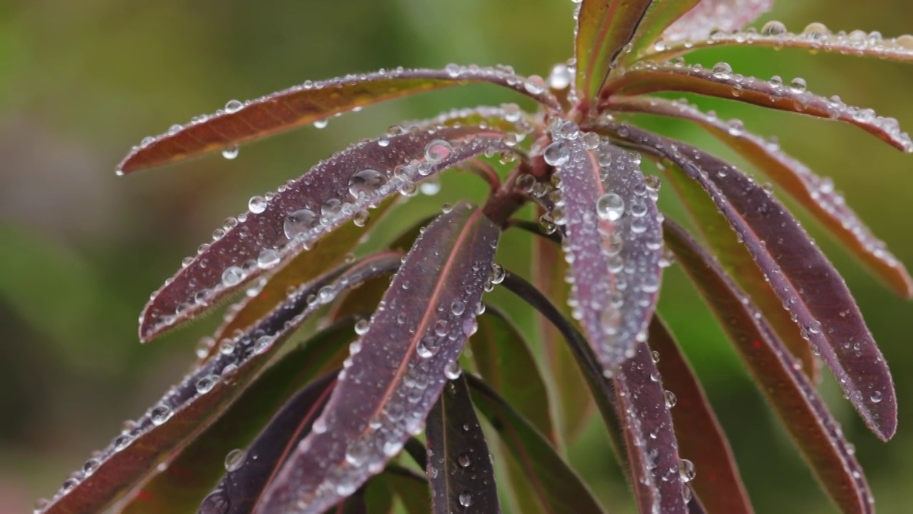 近距离观察植物叶子上的水滴视频素材