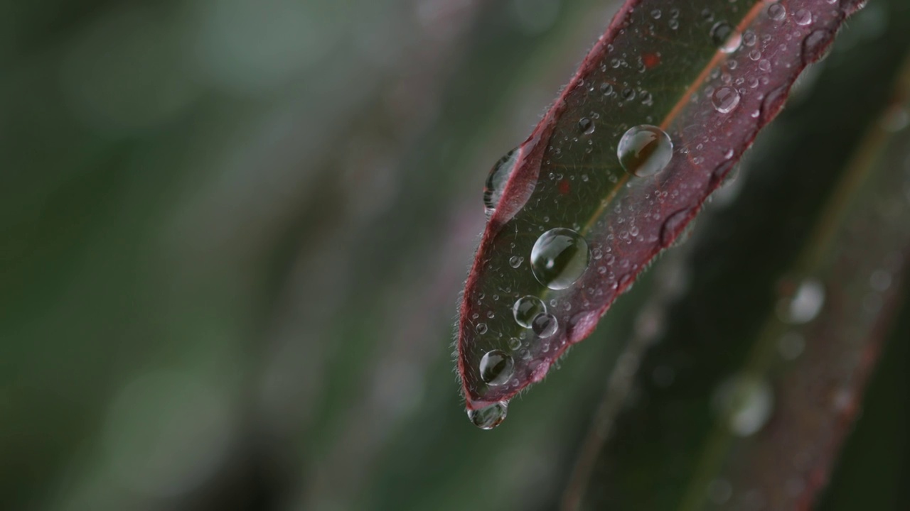 近距离观察植物叶子上的水滴视频素材