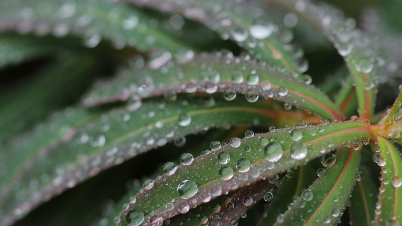 近距离观察植物叶子上的水滴视频素材