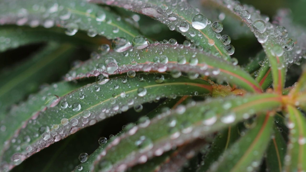 近距离观察植物叶子上的水滴视频素材