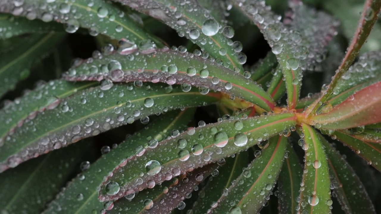 近距离观察植物叶子上的水滴视频素材