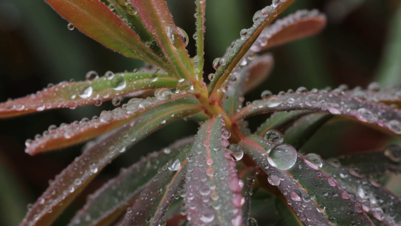 近距离观察植物叶子上的水滴视频素材