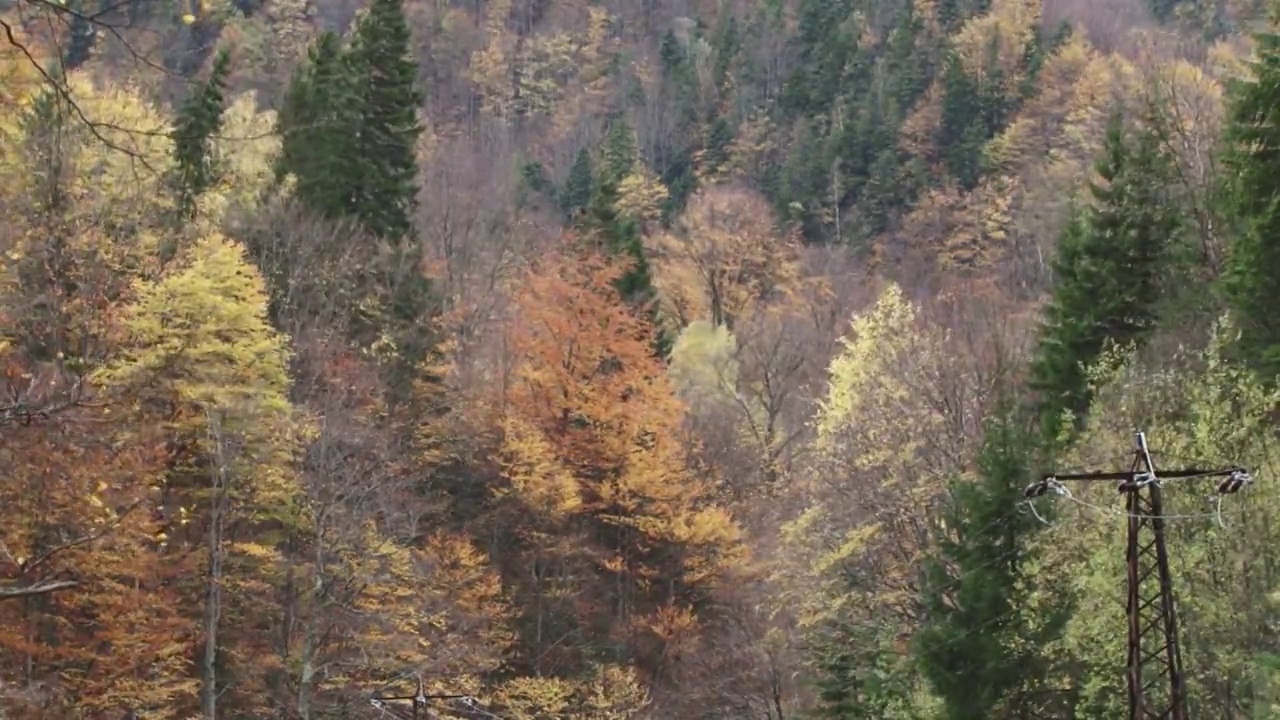 山上的秋景。树的叶子变黄了。拉力赛在秋天的山路上举行。一辆汽车在路上驶过。这个人是裁判控制20视频素材