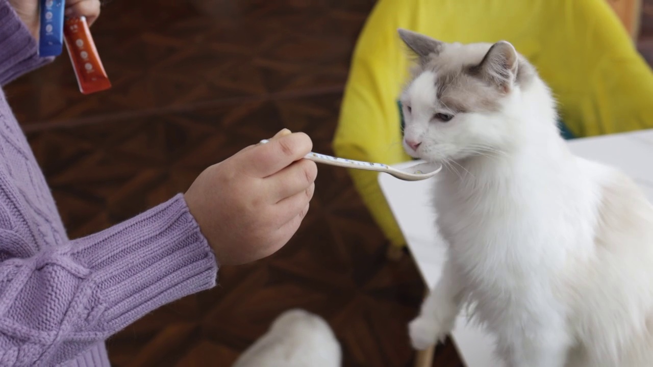 这个女人正在喂小猫视频素材