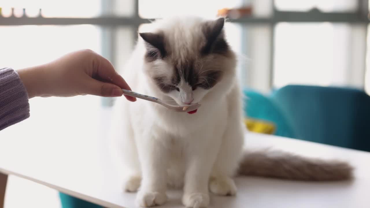 这个女人正在喂小猫视频素材