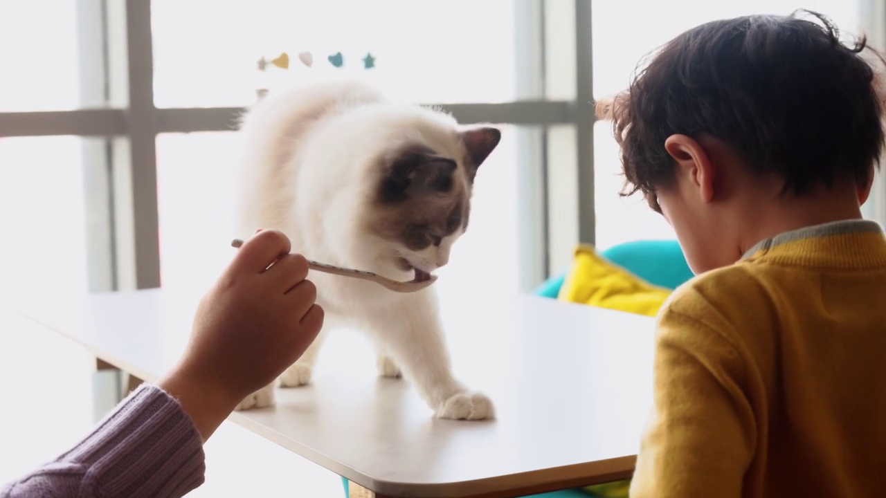 这个女人正在喂小猫视频素材