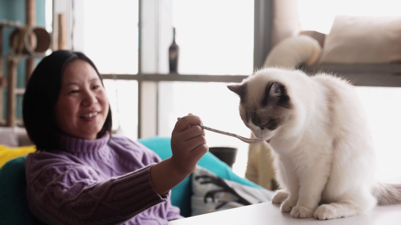 这个女人正在喂小猫视频素材