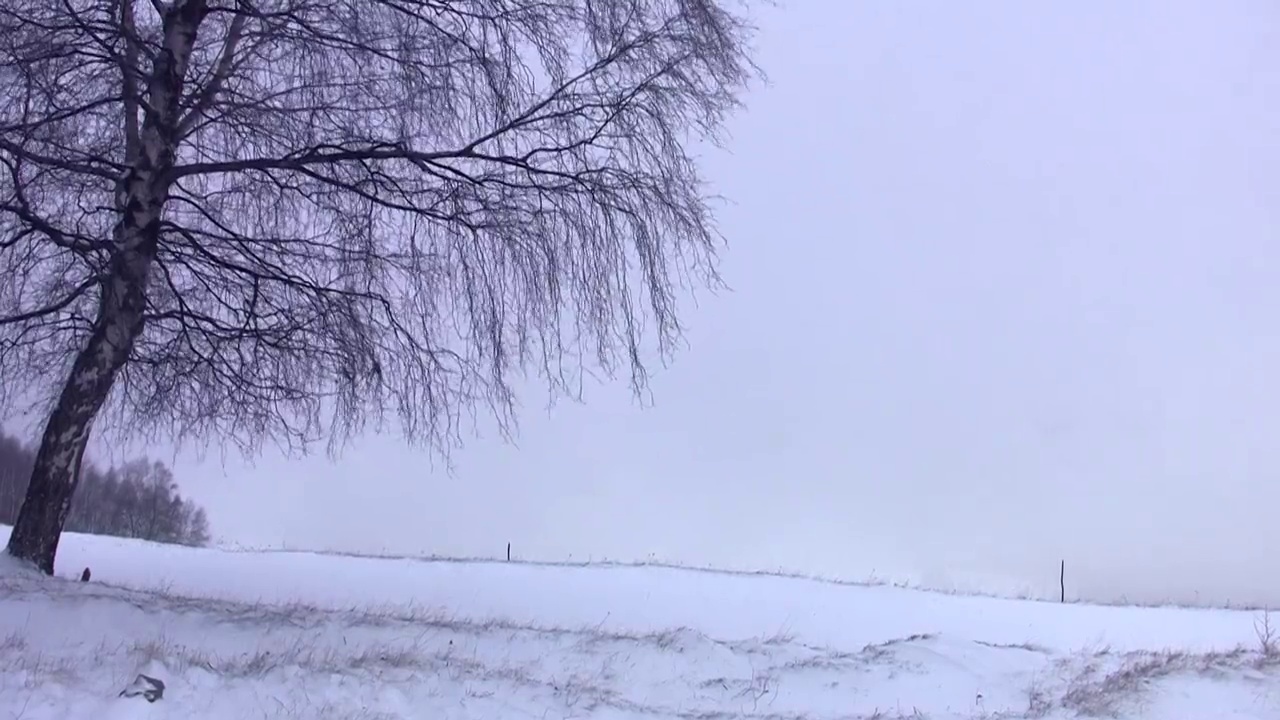 白桦树在寒风中荒芜的路边，覆盖着冬天寒冷的雪花视频素材