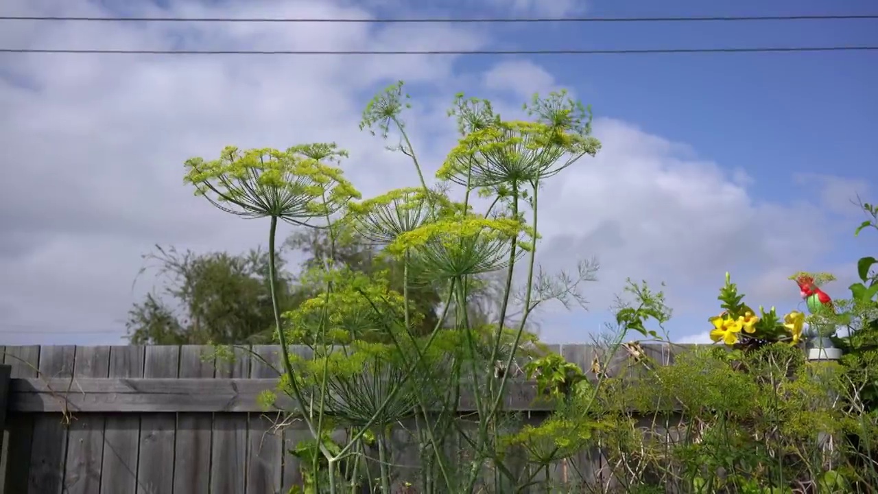 茴香在微风中摇曳的镜头视频下载