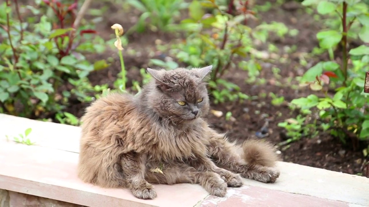 秋天公园里绿眼睛灰猫的肖像视频素材