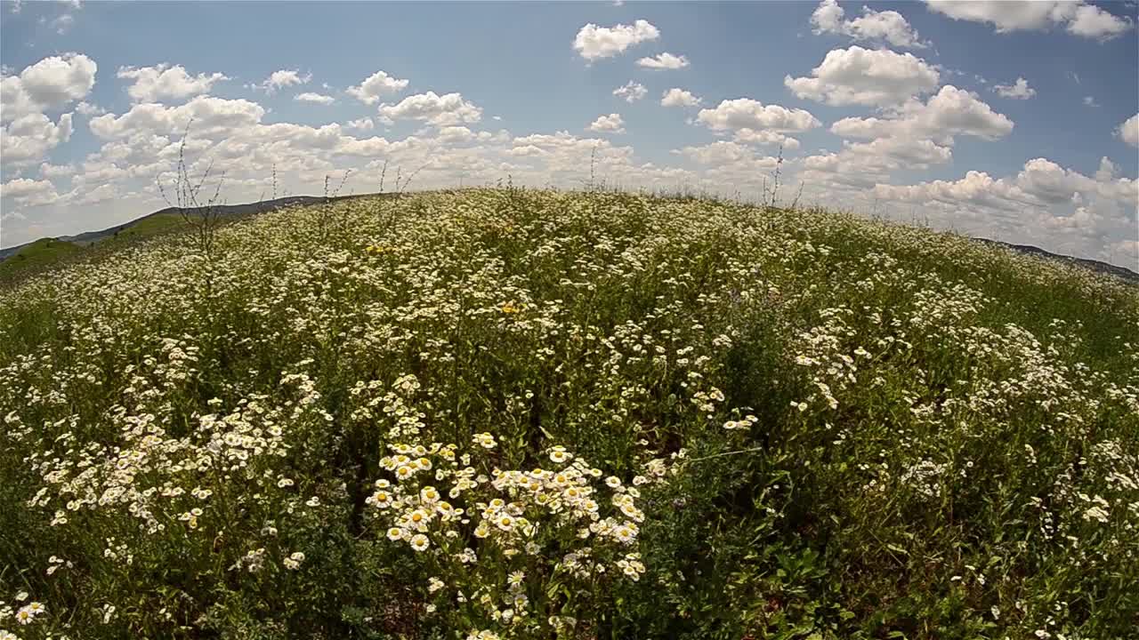 田野里的白花——雏菊田，在夏天的风中摇曳，蓝天下飘着毛茸茸的白云，白色的视频素材